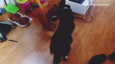 Black dog stands still with back towards owner until owner starts whistling be happy