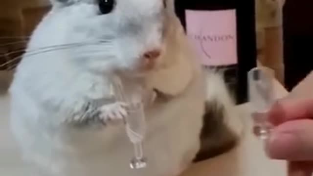 Chinchilla cheers with you