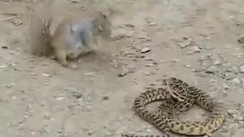 a squirrel is devouring a snake