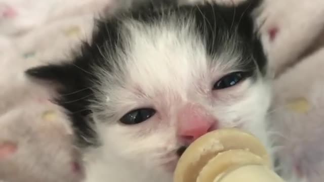 Cutest Bottle Feeding Tiny Kittens - Ear Wiggles Compilation