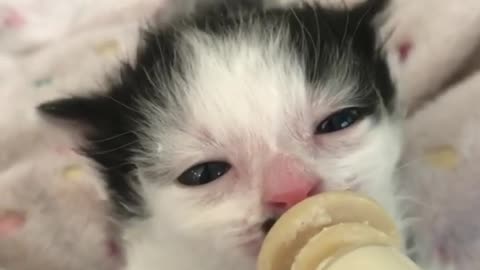 Cutest Bottle Feeding Tiny Kittens - Ear Wiggles Compilation