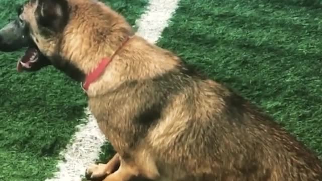 Dog Does IMPRESSIVE Dive #shorts