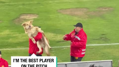 Dog join professional football match