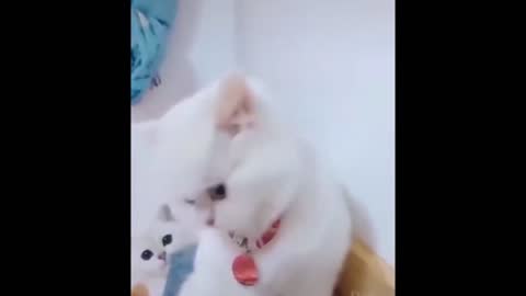 Cuties Of The Cutest