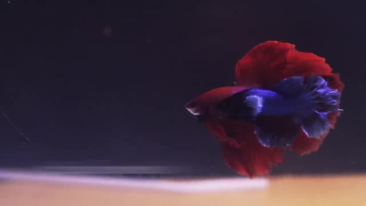 The Complete Betta Fish Life Cycle