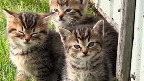 Cute little kittens waiting for their momma