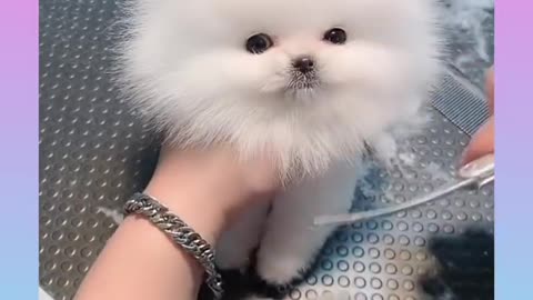 Cute white dog is looking cool