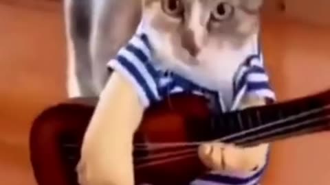 Funny and beautiful cat video