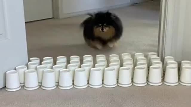 Baby dog... cute and funny