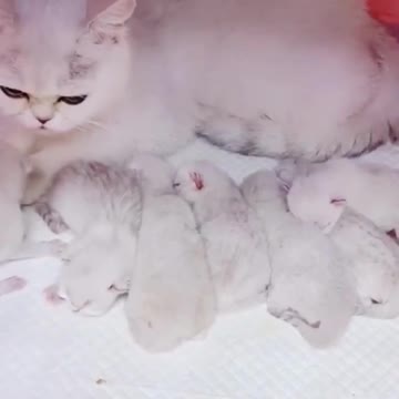 😍💓😍💓😍💓😍💓😍💓😍💓😍💓😍💓😍💓 #cats #shorts