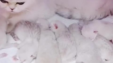 😍💓😍💓😍💓😍💓😍💓😍💓😍💓😍💓😍💓 #cats #shorts