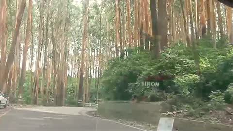 Pine tree Forest Ooty