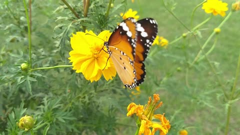 Spring Butterfly