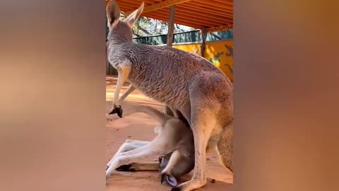 Best Funny Animal Videos 2023