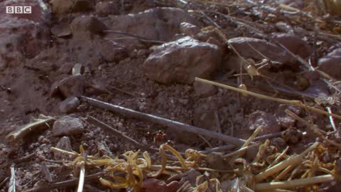 Ants Rip Queen's Legs Off | Empire Of The Desert Ants | BBC Earth