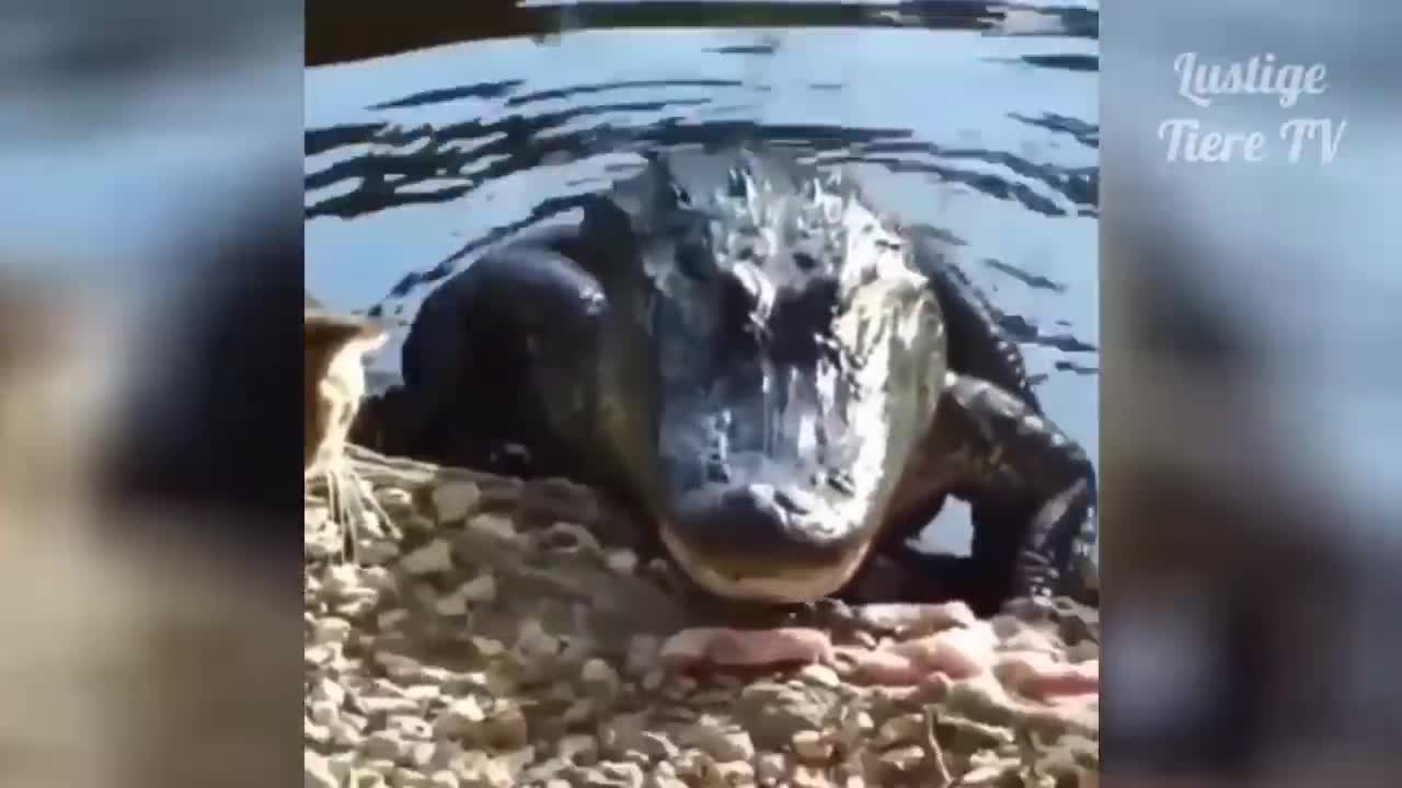 Cats and Dogs Super Funny videos 03