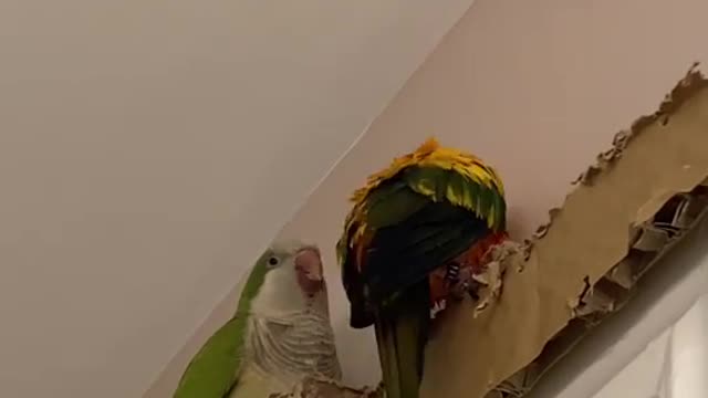 What is she doing you ask? No idea 😂 •