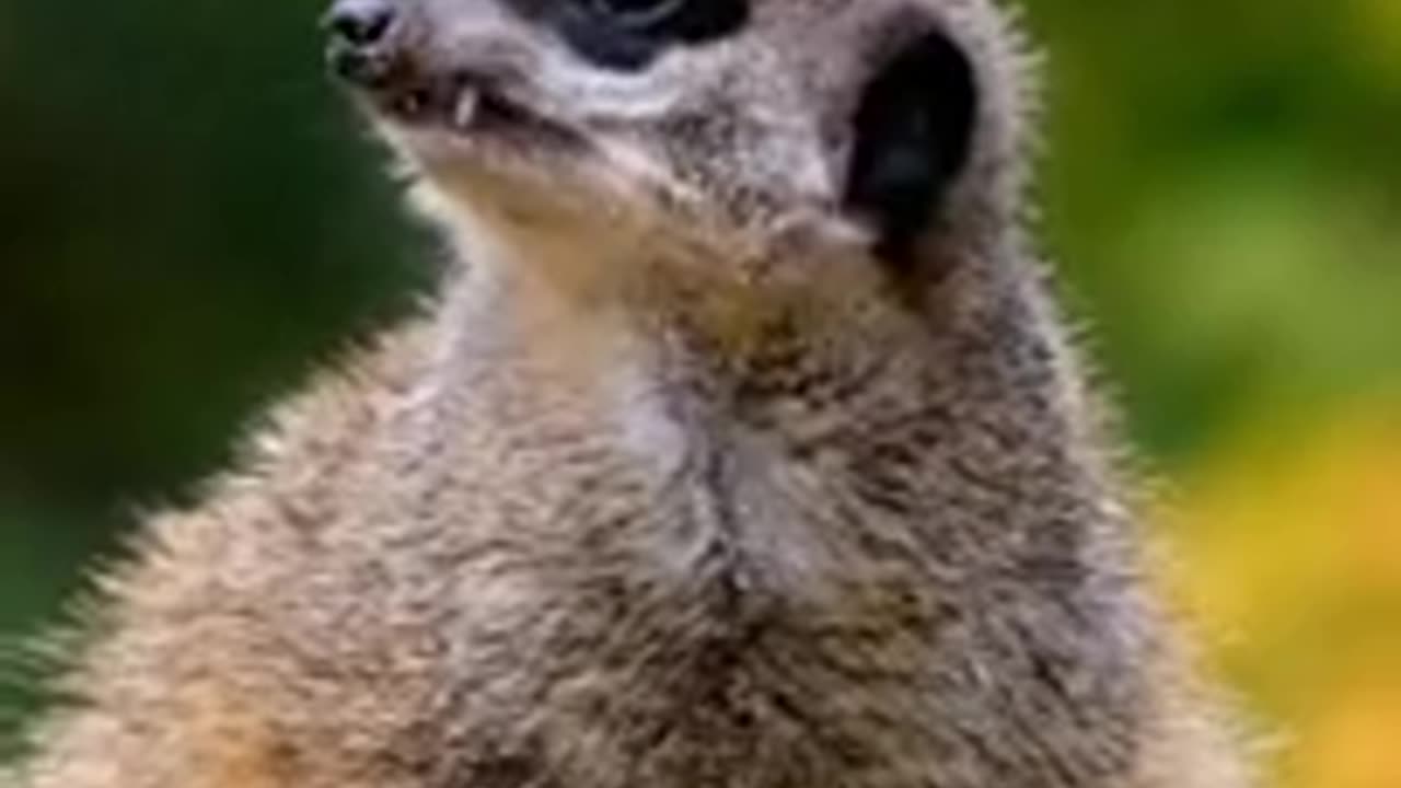 Meerkat Sad music 🎶