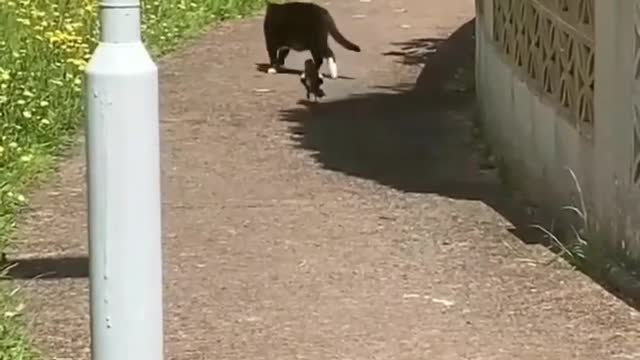 Bird fun with cat.