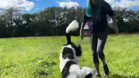 Train your dog like this