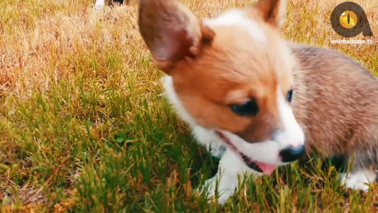 Top 10 most cutest dogs in the world