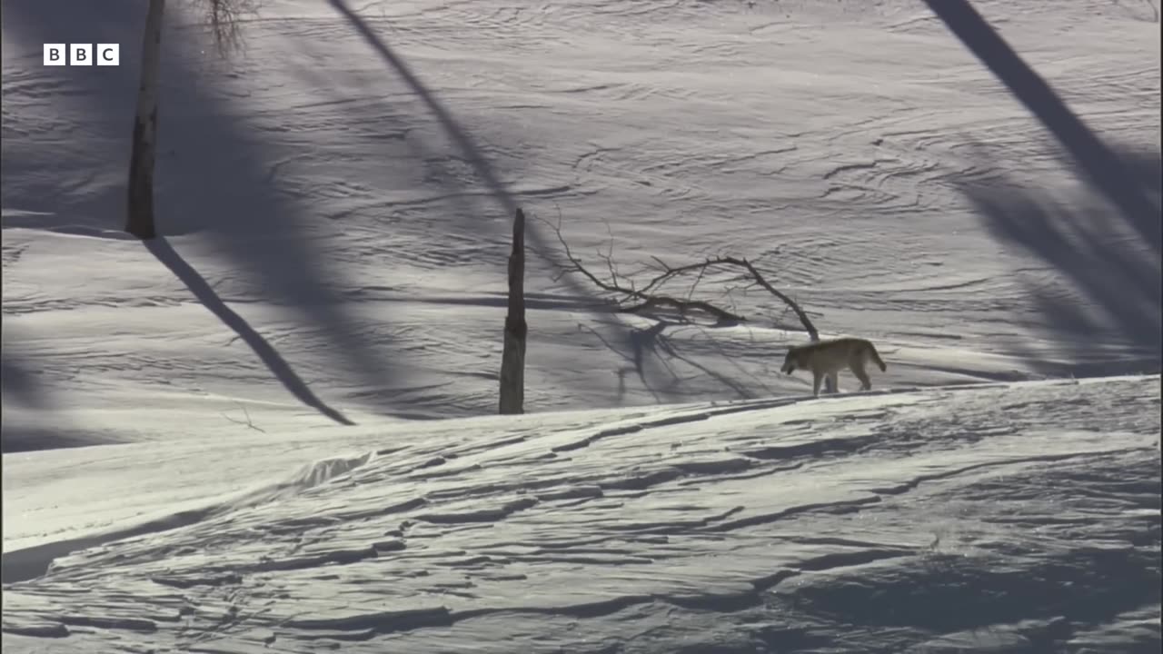 Lone Wolf Risks His Life For Love Yellowstone BBC Earth