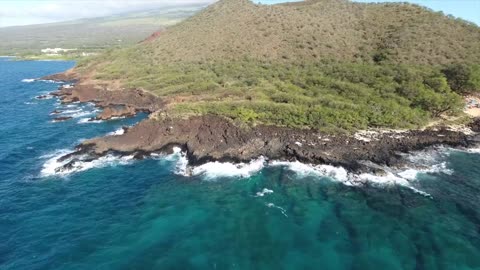 Whales and Calf Protected By Dolphins in Maui, Hawaii