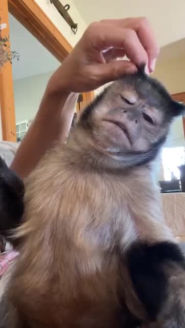 Current Situation Relaxing