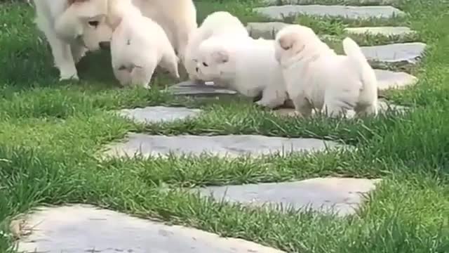 mother dog walking with puppy