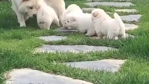 mother dog walking with puppy