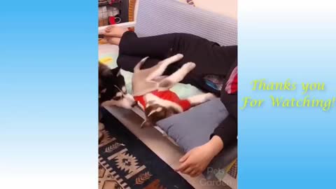 Watch this funny video of pets, REALLY FUNNY & CUTE