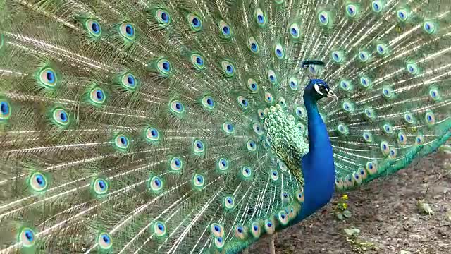 Peacock with open feathers.