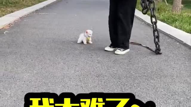 Cute cat