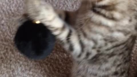 Cute Playful Bengal Jungle Kitten