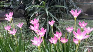 Lovely flowers