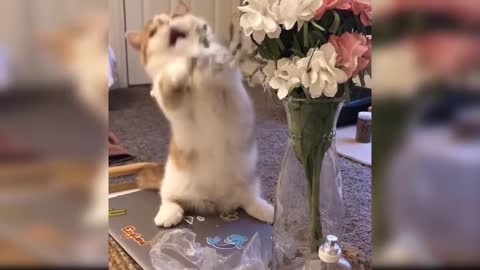 Baby Cats