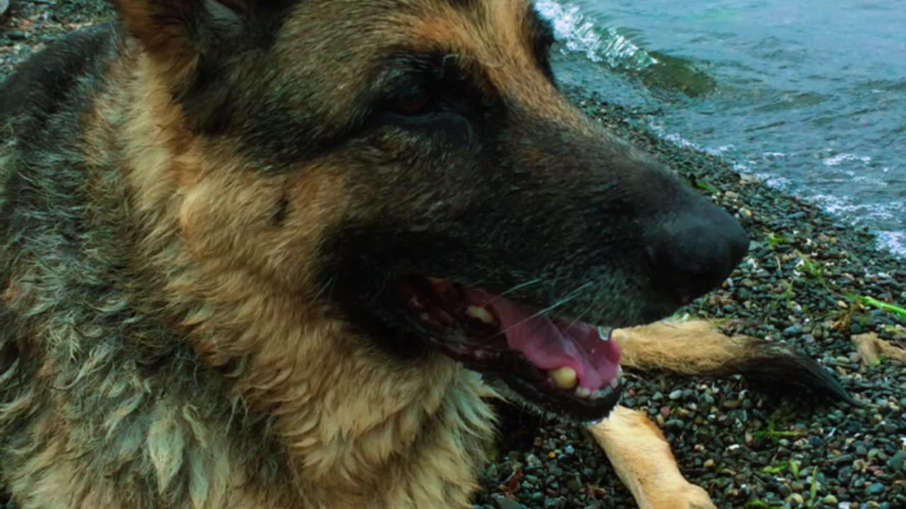 Fly-The-German-Shepherd LOVES The Sound of Silence