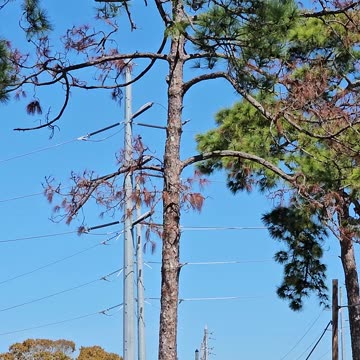 A Young Bald Eagle Attacked as it Tries to Land on the Wrong Nest.