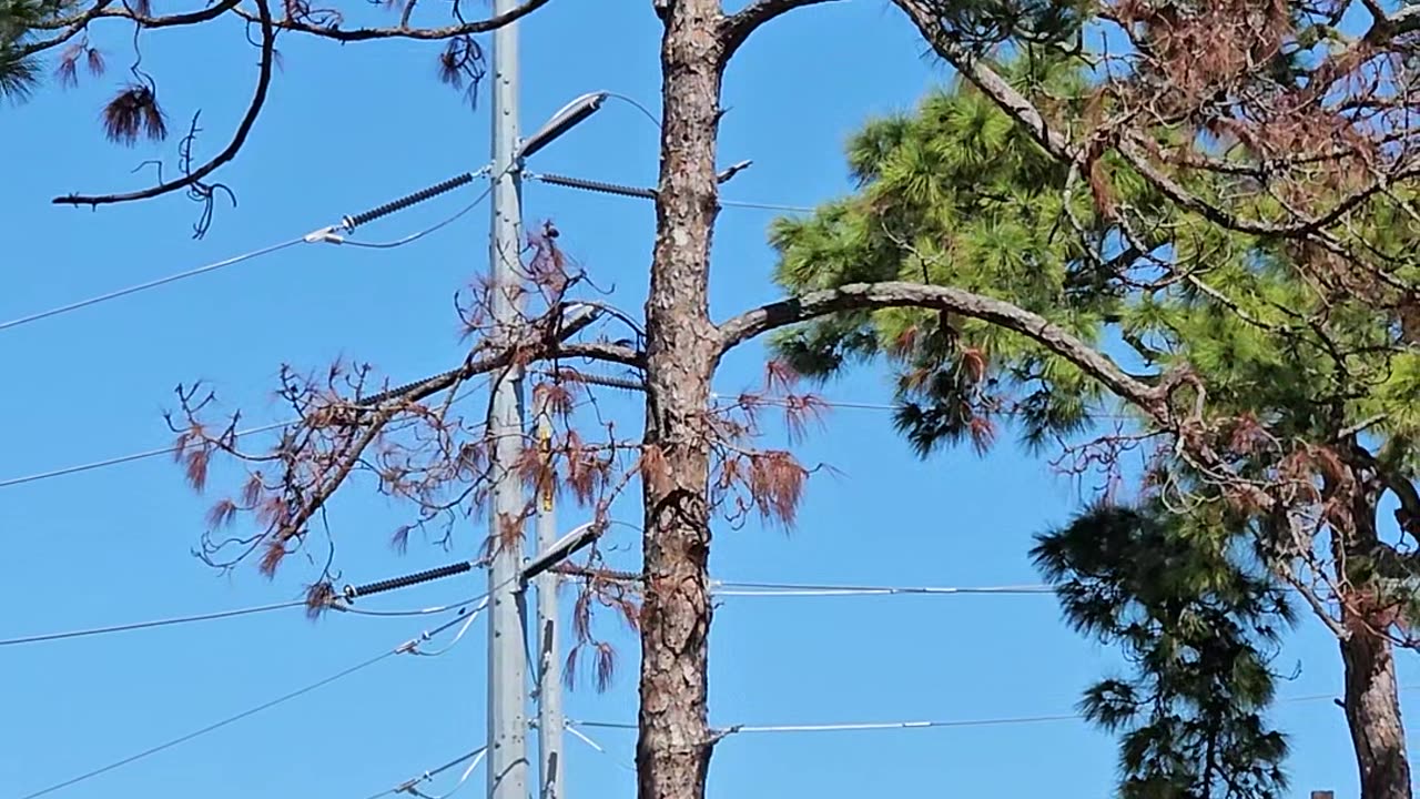 A Young Bald Eagle Attacked as it Tries to Land on the Wrong Nest.