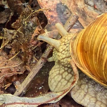A large snail stretches out its eyes and feelers / Close-up of a snail.