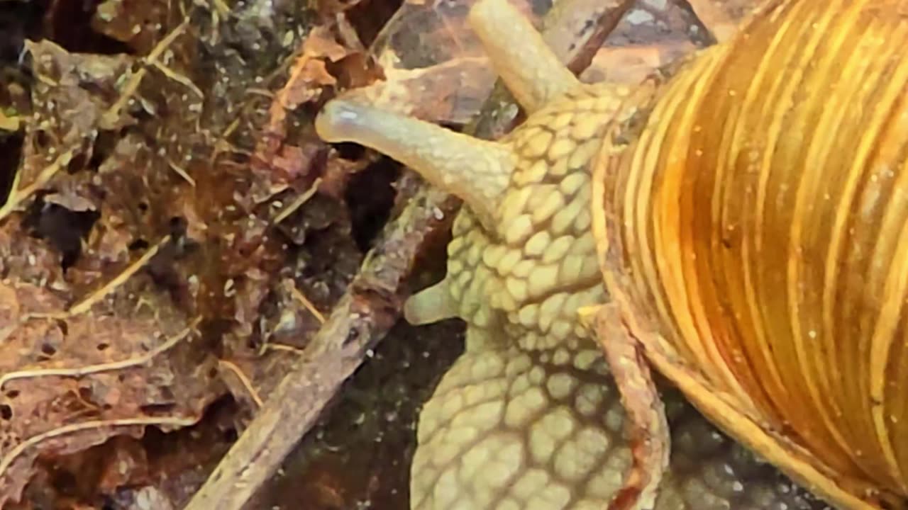 A large snail stretches out its eyes and feelers / Close-up of a snail.