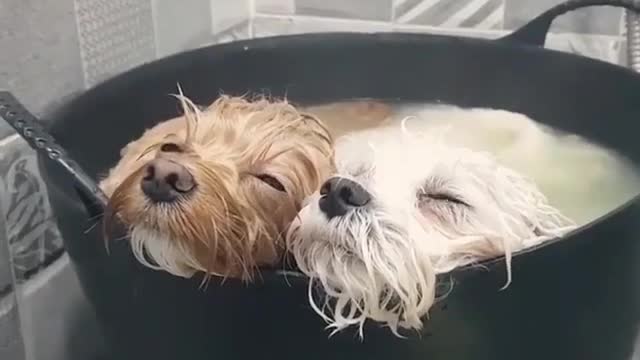 The dog is in the bucket