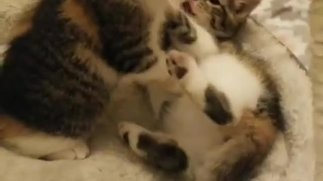 Ark of Grace Sanctuary Presents..KITTEN WRESTLING! HILARIOUS!!