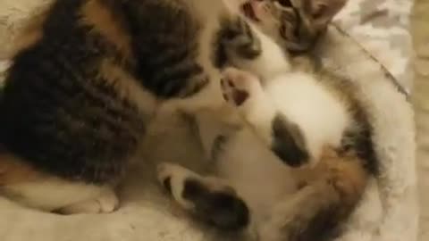 Ark of Grace Sanctuary Presents..KITTEN WRESTLING! HILARIOUS!!