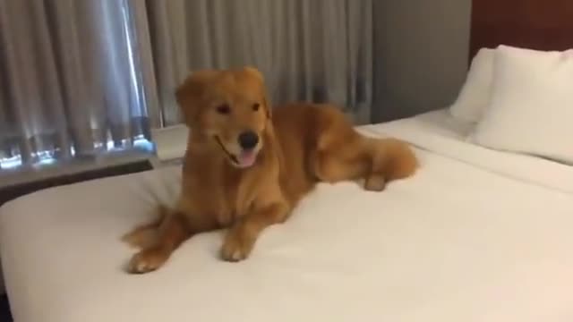 When i see golden the hotel bed