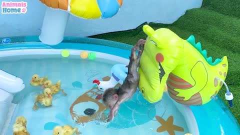 Bibi monkey and ducklings swim in the pool so funny 😂😂😂😂videos