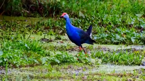 Amazing Largest Birds of The World - Birds of Rainforest - Nature Film