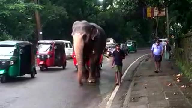 tame elephant