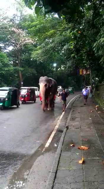 tame elephant