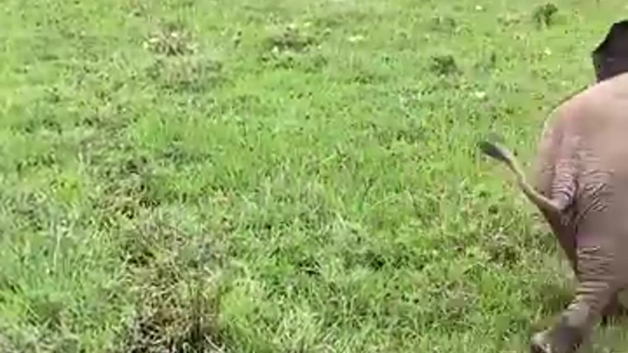 Confident baby elephant charging a safari jeep